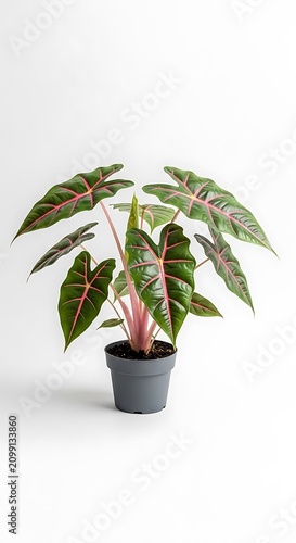 Indoor Plant with Variegated Leaves in Small Pot for Home Decor.