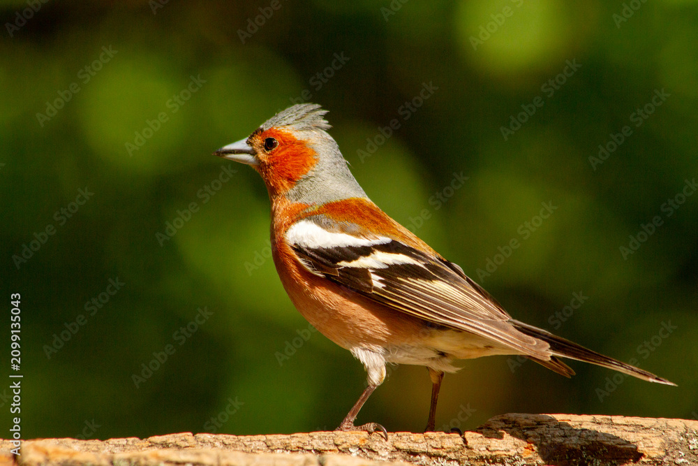 Fototapeta premium Male Common Chaffinch Fringilla coelebs with a raised crest perched on a log in the summer forest