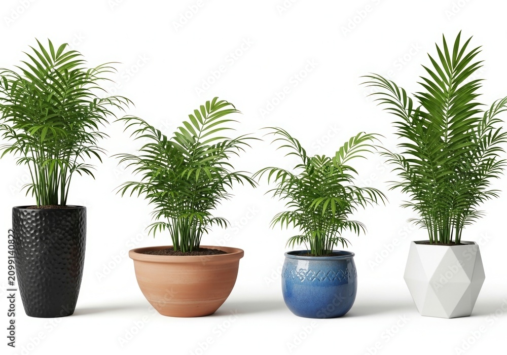Fototapeta premium Four potted palm plants in different containers
