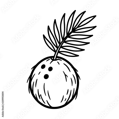 Hand Drawn Coconut Illustration with Tropical Palm Leaf in Minimalist Style