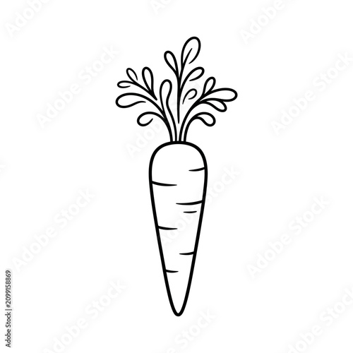 Hand Drawn Carrot Illustration Isolated on White Background Minimalist Style