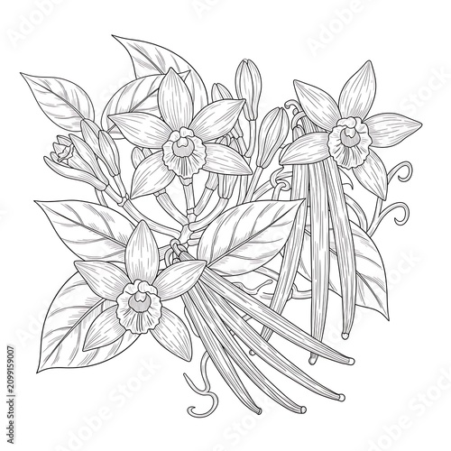 Detailed Botanical Illustration of Daffodil Flowers and Leaves for Coloring or Design.