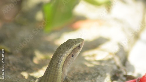 Wild Grass Skink Close-Up