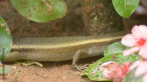 Hidden Life of a Grass Skink