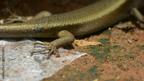 Tiny Grass Skink in the Wild