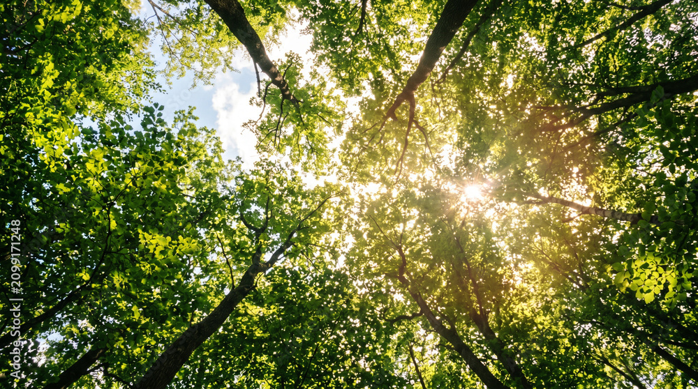 Fototapeta premium Sun rays through green tree canopy in lush forest.