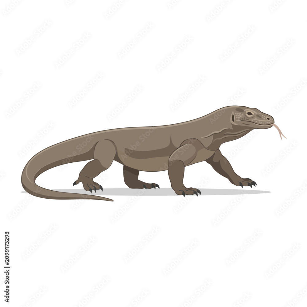 Fototapeta premium Full body illustration of a large Komodo dragon standing on a plain white background showing natural skin texture and a long tail in side profile view