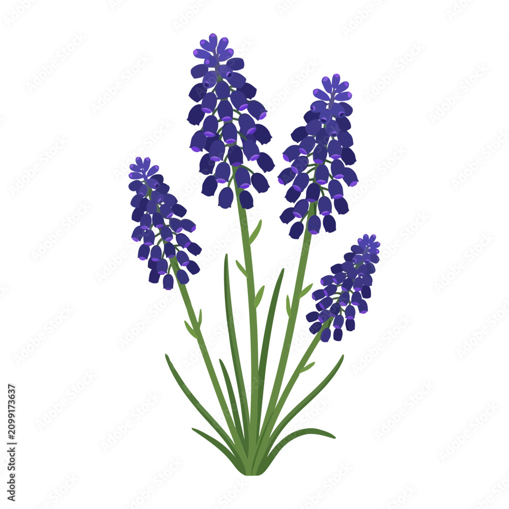 Fototapeta premium Stunning purple grape hyacinth flower illustration isolated on white background depicting elegant spring botanical elements for floral design projects