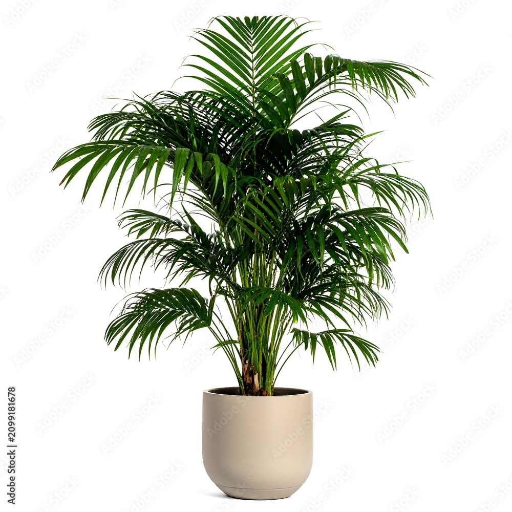 Fototapeta premium Parlor Palm (Chamaedorea elegans) Air Purifier