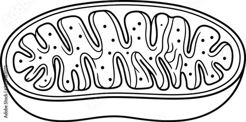 Foto Detailed black and white vector illustration of a biological cell mitochondrion