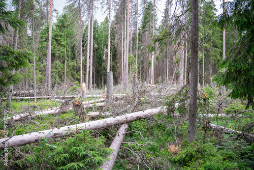 Cuadro en lienzo Forest glade with lots of fallen broken trees lying on ground, woodlands after storm and bug attack, dried dead timbers infested by bark beetle, woods destroyed by windfall and parasites invasion