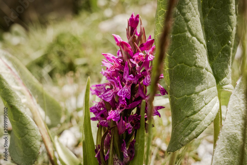 Fotografie Wild Orchid flowers in Tajikistan