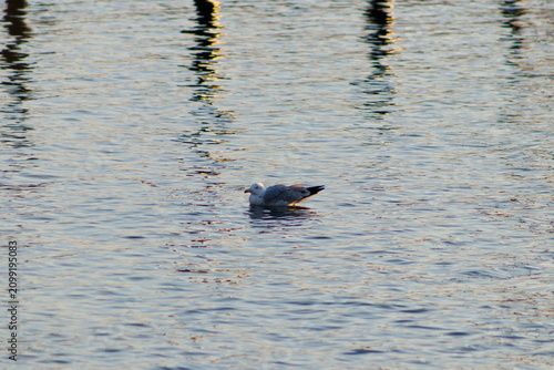 Fotografía A lone seagull floating calmly on the rippling water surface during late afterno