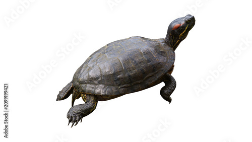 Bild auf Leinwand Red-eared slider turtle isolated on a solid transparent background