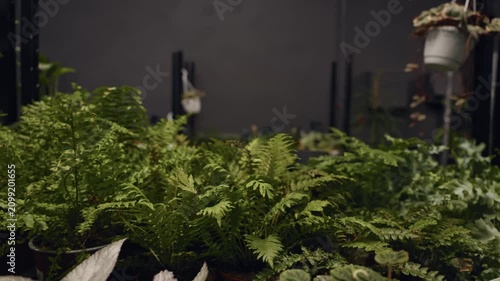 Indoor greenery with soft lighting. Boutique for lush indoor plants with cozy atmosphere