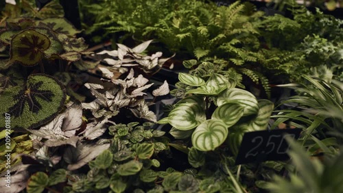 Greenery with soft lighting. Boutique for lush indoor plants with cozy atmosphere