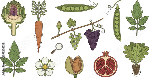 Bild auf Leinwand Hand Drawn Botanical Garden Plants and Fruits Collection Featuring Artichoke Car