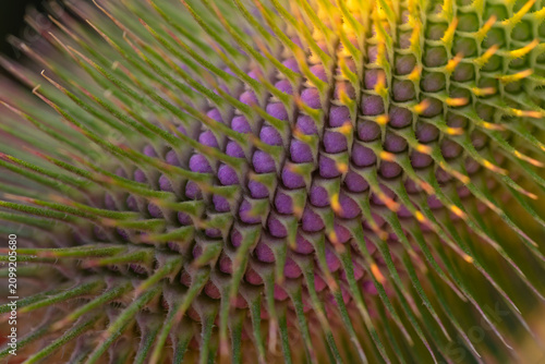Принти на полотні Macro detail of a spiny purple teasel flower with green bracts in warm natural light, Southern Germany, Germany