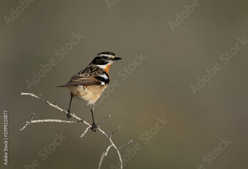 Bild auf Leinwand Portrait of a Whinchat perched on twig at Saar, Bahrain