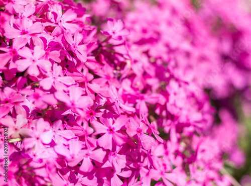 Pink Phlox Flowers Close-Up in a Garden Flower Bed