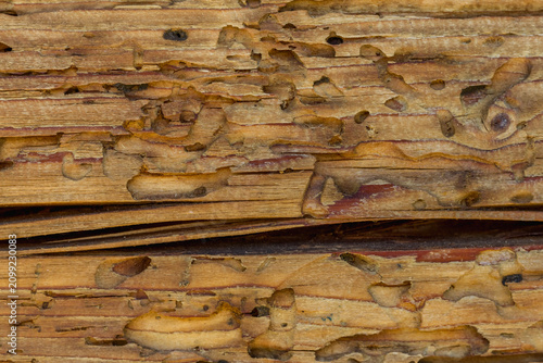 Insect-Damaged Wood Texture ? Weathered Timber Close-Up