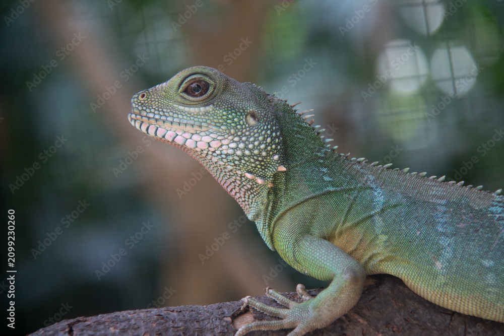 Fototapeta premium Chinese Water Dragon close up on a branch