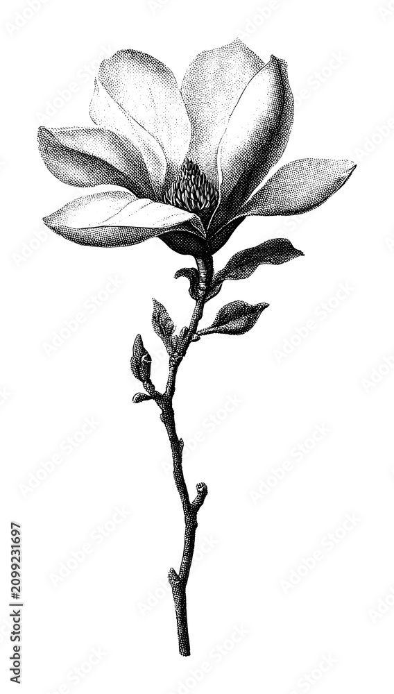 Obraz premium PNG Vintage magnolia flower illustration in black and white.