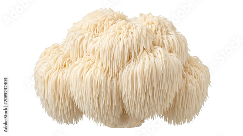 Bild auf Leinwand Lion mane mushroom head isolated on transparent background high detail edible fungi for healthy eating habits