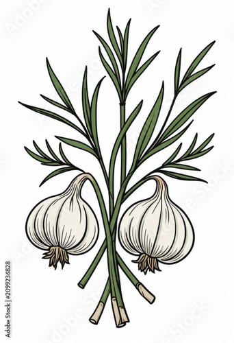 Garlic Illustration