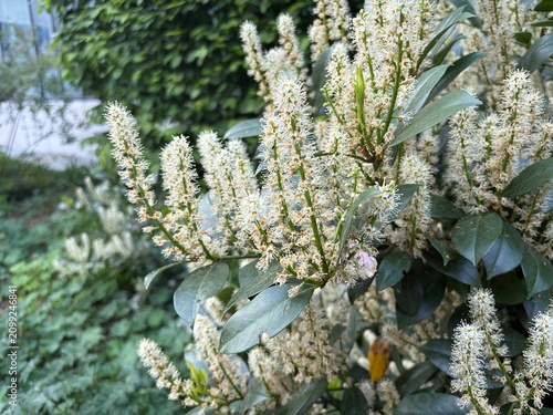 Canvastavla Kirschlorbeer blühend 2099246841 Prunus laurocerasus