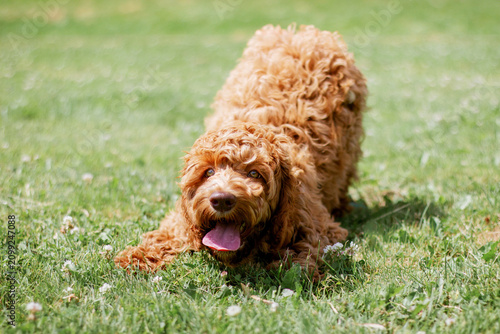 Playful curly-haired dog in a play bow on green grass