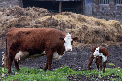 Hereford beef cow with calf standing in muddy barnyard pasture
