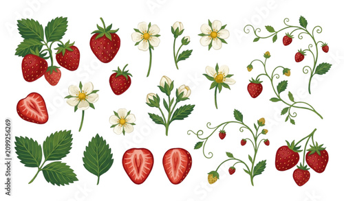 Obraz na płótnie Hand drawn strawberry botanical vector set with flowers and leaves in gouache in