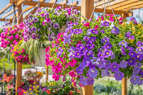 Obraz na płótnie Brightly colored petunias in hanging baskets at a vibrant garden or patio