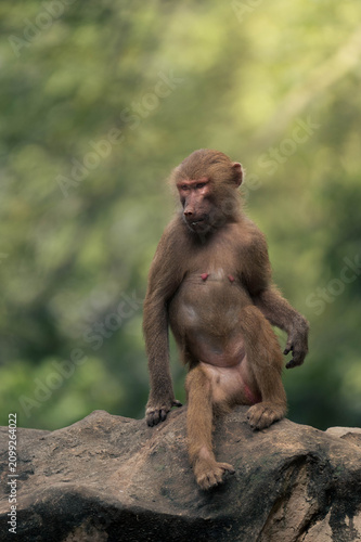 Photography Baboon sitting on a rock and looking to the side