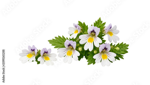 Euphrasia flowers with white petals, purple tips, and yellow centers surrounded by green leaves, isolated on transparent background. Botanical herbal concept, natural healing plant.