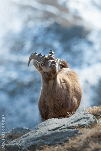 Obraz na płótnie Male Alpine ibex (Capra ibex), in winter, sniffing the air during the mating season, Monviso Natural Park, Piedmont, Cottian Alps, Italy