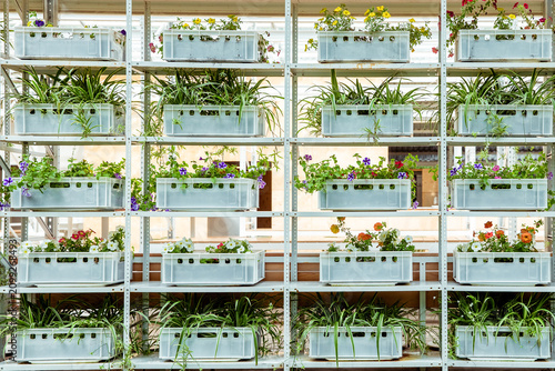 White metal shelving unit with multiple tiers of potted plants and colorful flowers in a lush green setting, vertical farming display, urban agriculture concept