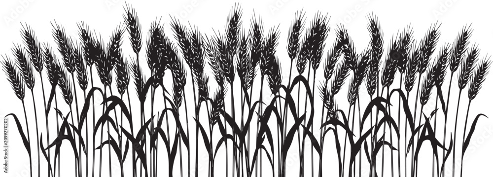 Obraz premium Black silhouette illustration of wheat field grain stalks with agriculture silhouette isolated botanical landscape environment