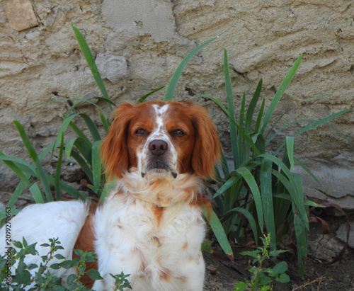 Spaniel breton