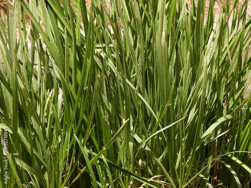 Natura