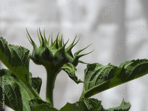 Natura