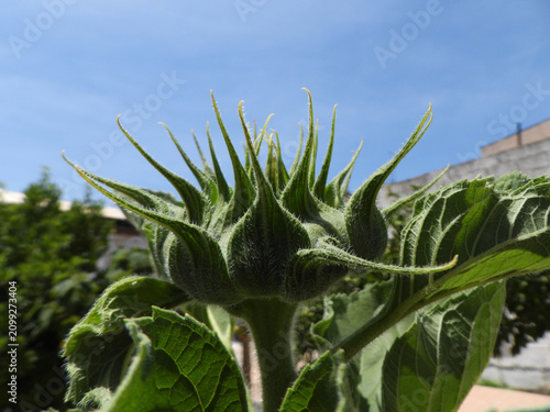 Natura
