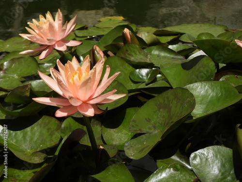 Natura