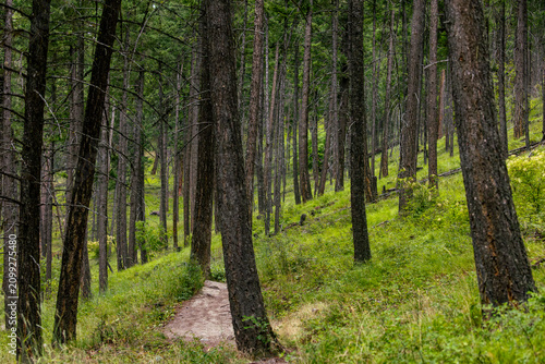 A peaceful hiking path winds through a dense northwest Montana forest, surrounded by towering trees and lush wilderness in a vertical outdoor landscape.