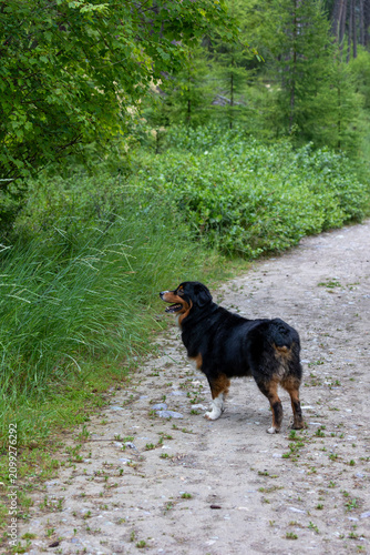 Hiking with dogs in whitefish montana, dogs on trails, hiking with australian shepherd
