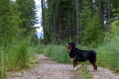 An energetic Australian shepherd explores scenic hiking trails near Whitefish, Montana, surrounded by mountain landscapes, evergreen forests, and the beauty of the northern Rockies.