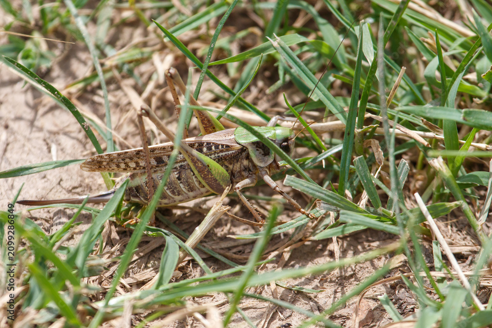 Fototapeta premium Grasshopper rests among green blades and dry earth