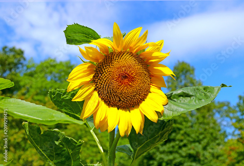 Canvastavla Helianthus, sunflower.
