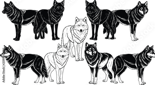 Foto Wild wolves pack illustration, detailed hand drawn wolf animals, black and white